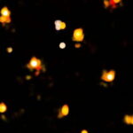 Sandakan : Fireflies and Mangrove Cruise with Dinner - What’s Included and What’s Not