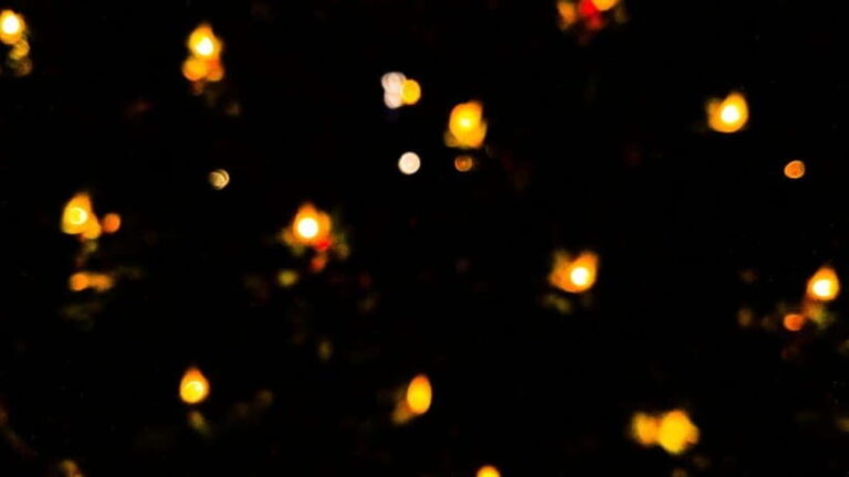 Sandakan : Fireflies and Mangrove Cruise with Dinner - What’s Included and What’s Not