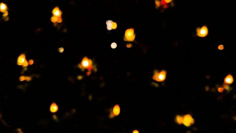 Sandakan : Fireflies and Mangrove Cruise with Dinner - Who Should Consider This Tour  