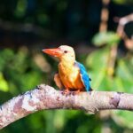 Sandakan: Gomantong Cave Echoes and Kinabatangan Cruise - Who Will Love This Tour?