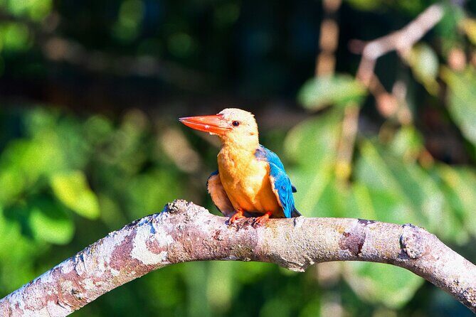 Sandakan: Gomantong Cave Echoes and Kinabatangan Cruise - Who Will Love This Tour?