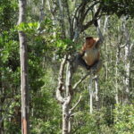 Sandakan: Kinabatangan River Wildlife Cruise with Lunch - Detailed Review of the Tour Experience