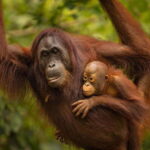 Sandakan: Orangutan Sanctuary Shared Day Trip Tour - Who Should Consider This Tour?