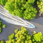 Sandakan: Orangutan, Sun Bear, Fireflies and Mangrove Cruise - What Makes This Tour Stand Out?