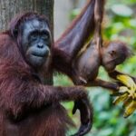 Sandakan : Sepilok, Sun Bear & Labuk Bay Tour with Lunch - What Makes This Tour Stand Out?