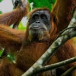 Sandakan : Sepilok, Sun Bear & Labuk Bay Tour with Lunch - Detailed Review of the Sandakan Wildlife Tour