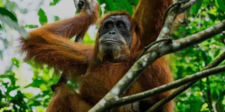 Sandakan : Sepilok, Sun Bear & Labuk Bay Tour with Lunch - Detailed Review of the Sandakan Wildlife Tour