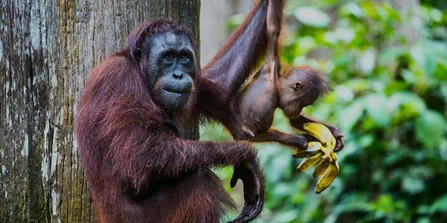 Sandakan : Sepilok, Sun Bear & Labuk Bay Tour with Lunch - What Makes This Tour Stand Out?