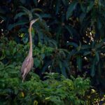 Sandakan: Wild Cruise Ticket in Sunrise, Sunset or Night - Discovering the Kinabatangan River: What You Can Expect