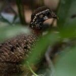 Sandakan Wild Cruise Ticket in Sunrise Sunset or Night Tour - In-Depth Look at the Itinerary