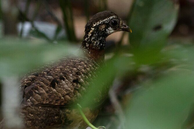 Sandakan Wild Cruise Ticket in Sunrise Sunset or Night Tour - In-Depth Look at the Itinerary