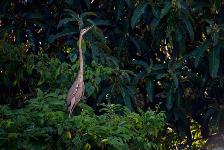 Sandakan: Wild Cruise Ticket in Sunrise, Sunset or Night - Discovering the Kinabatangan River: What You Can Expect