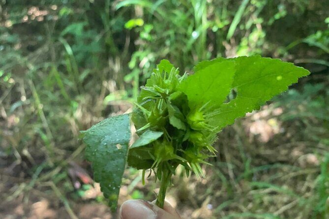 Santa Maria Beach Hike - Real Experiences from Fellow Travelers