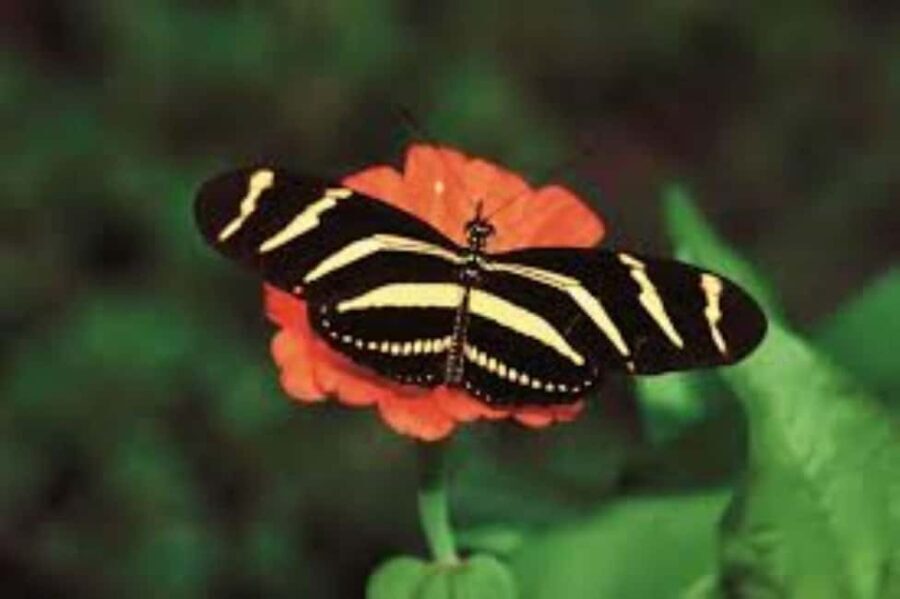 Santo Domingo: 3 Eyes Park & Botanical Garden Tour - The Practical Side of the Tour