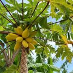 Sanya: 3-Hour Tropical Fruit Garden, Picking & BBQ Adventure - Practical Details & What to Expect