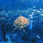 Sanya: Atlantis Lost Chambers Aquarium - The Highlights of Atlantis Lost Chambers Aquarium