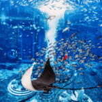 Sanya: Atlantis Lost Chambers Aquarium - Who Should Visit?