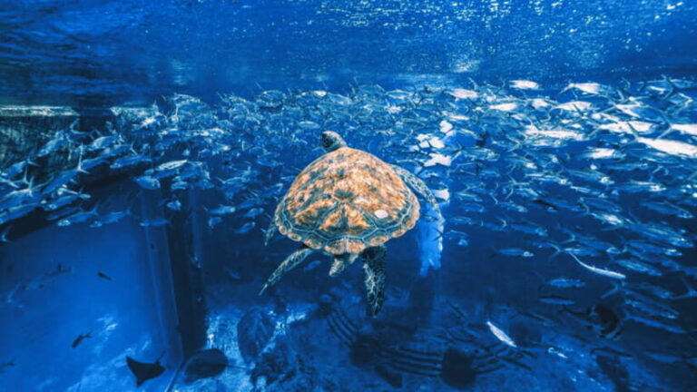 Sanya: Atlantis Lost Chambers Aquarium - The Highlights of Atlantis Lost Chambers Aquarium