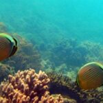 Sanya PADI Open Water Diving Package - The Journey to Fenjiezhou Islet