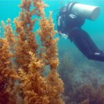 Sanya PADI Open Water Diving Package - FAQ