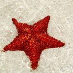 Saona by Speedboat: Private Beach & Snorkeling  Small Group - A Closer Look at the Saona Speedboat Experience