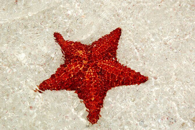 Saona by Speedboat: Private Beach & Snorkeling Small Group - A Closer Look at the Saona Speedboat Experience