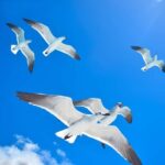 Saona Island Experience: Catamaran, Speedboat & Natural Pool - Who Is This Tour Best For?