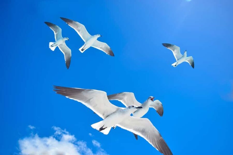 Saona Island Experience: Catamaran, Speedboat & Natural Pool - Who Is This Tour Best For?