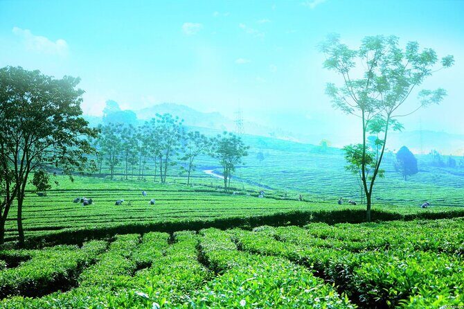 Sapa Full Day Trip: Waterfalls, Cave and Scenic Tea Farm by car - Exploring Sapa’s Natural Wonders