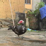 Sapa Trekking Discover Terraced Fields & Ethnic Villages - Why This Tour Offers Excellent Value