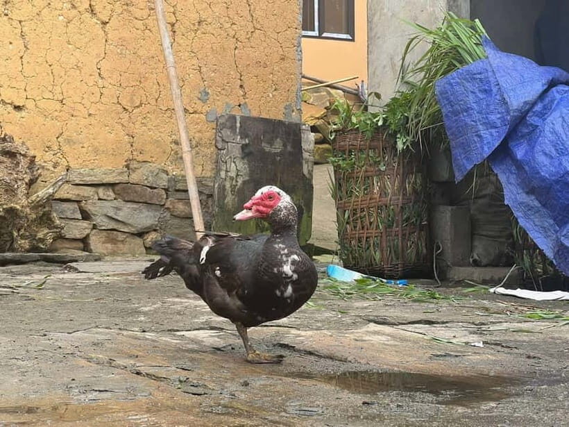 Sapa Trekking Discover Terraced Fields & Ethnic Villages - Why This Tour Offers Excellent Value