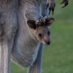 Sapphire Coast: 7h Shore Excursion with Aussie Morning Tea - Who Will Love This Tour?