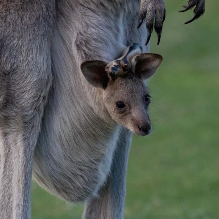 Sapphire Coast: 7h Shore Excursion with Aussie Morning Tea - Who Will Love This Tour?
