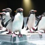 Sapporo AOAO Aquarium Park Hokkaido - In-Depth Dive into the Itinerary