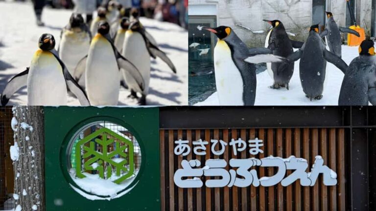 Sapporo: Asahikawa,Biei and Furano day Tour in small group - What Makes This Tour Stand Out?