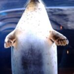 Sapporo: Asahiyama Zoo and Blue Pond Day Trip - Who Will Love This Tour?