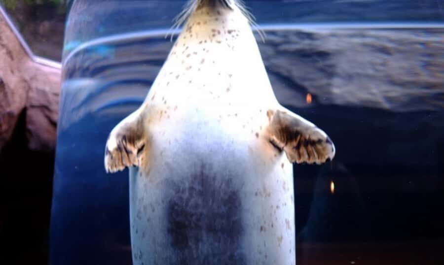Sapporo: Asahiyama Zoo and Blue Pond Day Trip - Who Will Appreciate This Tour?