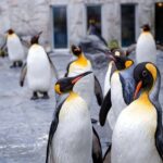 Sapporo: Asahiyama Zoo and Ningle Terrace Trip /w Pickup - What Real Travelers Say