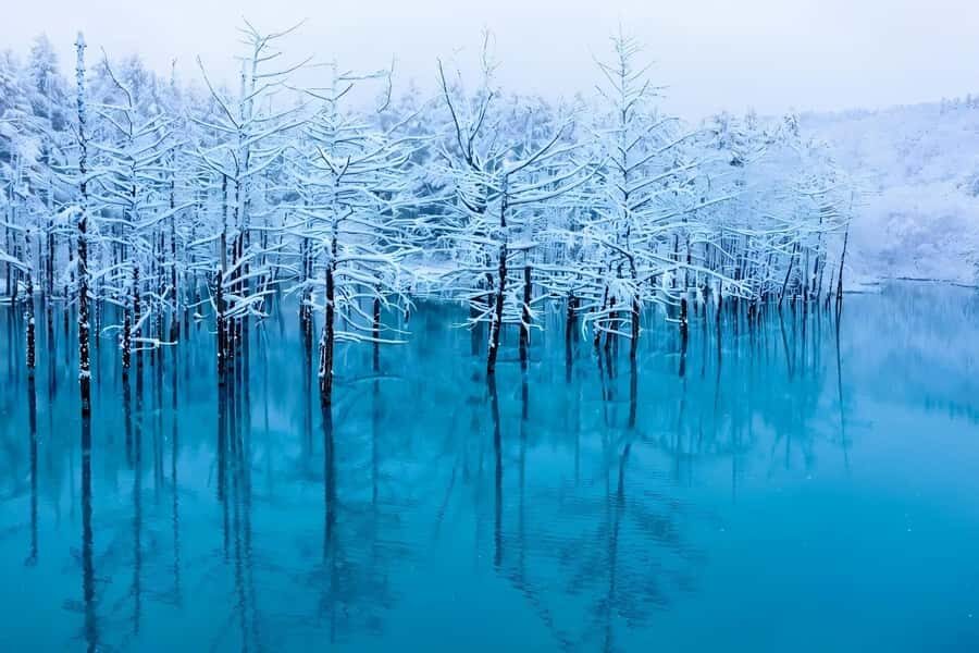 Sapporo: Asahiyama Zoo and Ningle Terrace Trip /w Pickup - Practical Details and Considerations