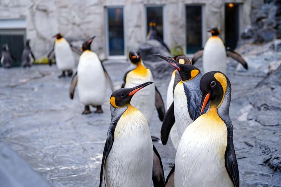 Sapporo: Asahiyama Zoo and Ningle Terrace Trip /w Pickup - What Real Travelers Say