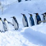 Sapporo: Asahiyama Zoo, Snow Activity, & Ningle Terrace Tour - Practical Details and Tips