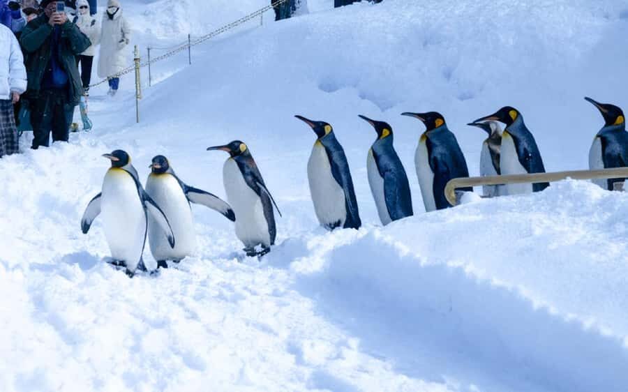 Sapporo: Asahiyama Zoo, Snow Activity, & Ningle Terrace Tour - Practical Details and Tips