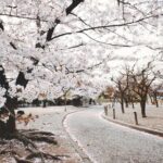 Sapporo City Cherry Blossom Private Sightseeing Tour - The Practical Side: Transportation, Price, and Booking