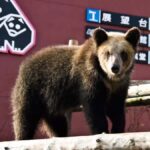 Sapporo: Noboribetsu Hell Valley, Lake Toya & Bear Farm Tour - Practicalities and Considerations