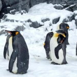 Sapporo Winter : Asahiyama Zoo (Penguin Fun & Snowmobile) - Analyzing the Tour’s Value