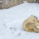 Sapporo Winter : Asahiyama Zoo (Penguin Fun & Snowmobile) - Analyzing the Value: Is it Worth It?