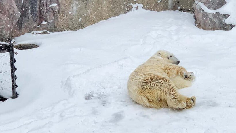 Sapporo Winter : Asahiyama Zoo (Penguin Fun & Snowmobile) - Analyzing the Value: Is it Worth It?