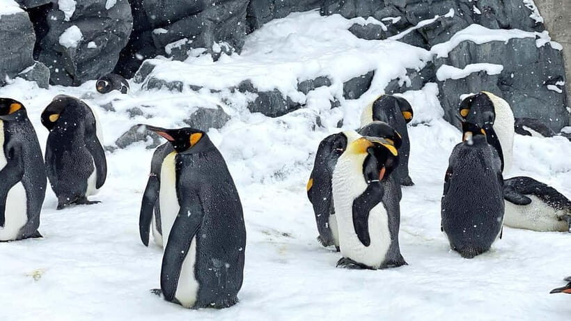 Sapporo Winter : Asahiyama Zoo (Penguin Fun & Snowmobile) - Analyzing the Tour’s Value