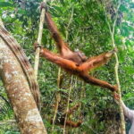 Sarawak Orangutan Semenggoh Wildlife Centre Tour - Who Is This Tour Best For?