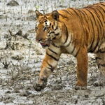 Sariska Tiger Reserve Tour Of India - Why This Tour Offers Great Value